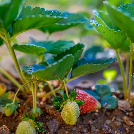 Naxos Holiday home *