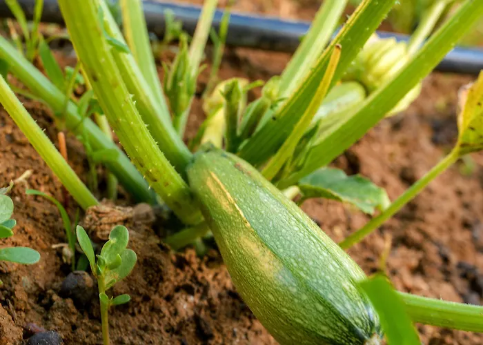 Naxos Casa de Férias *
