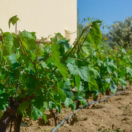 Naxos Semesterbostad Kato Sangrion