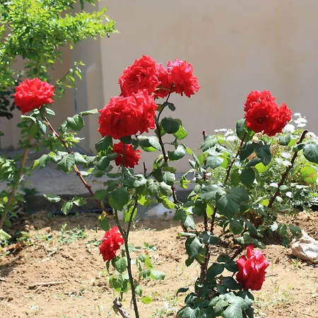 Naxos Semesterbostad