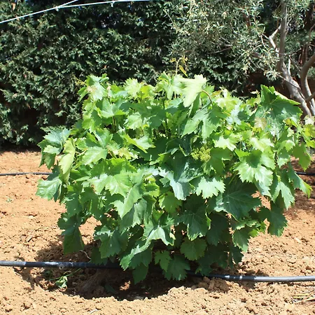 Semesterbostad Naxos Kato Sangrion