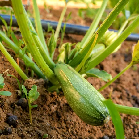 Naxos Semesterbostad *