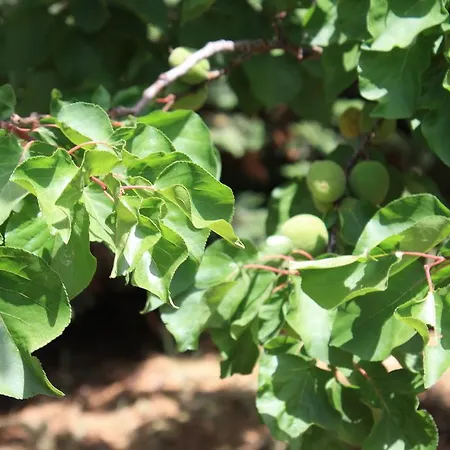 Semesterbostad Naxos *