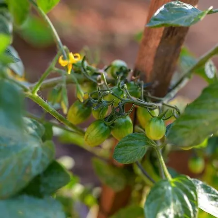 Semesterbostad Naxos Kato Sangrion