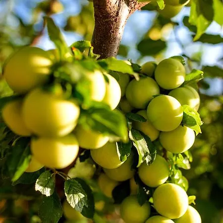 Naxos Semesterbostad *