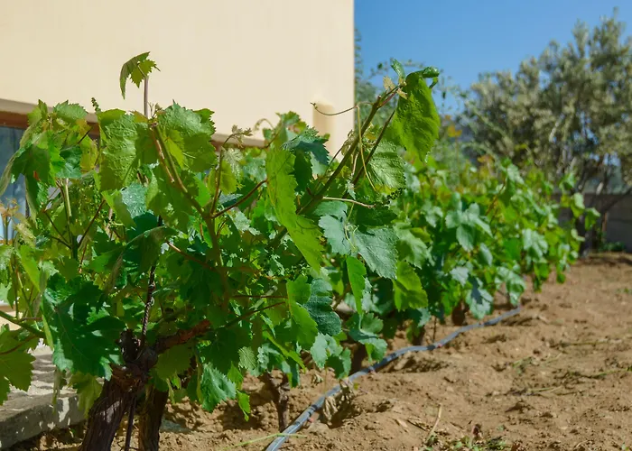 Naxos Дом отдыха Kato Sangrion