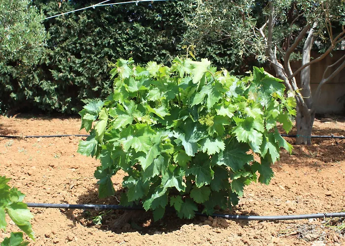 Дом отдыха Naxos Kato Sangrion