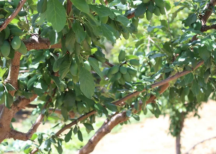 Naxos Дом отдыха *