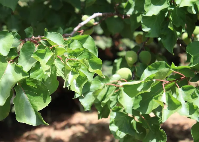 Дом отдыха Naxos *