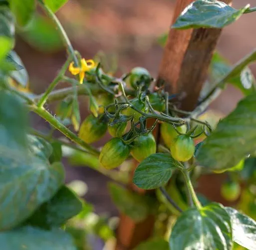 Дом отдыха Naxos Kato Sangrion