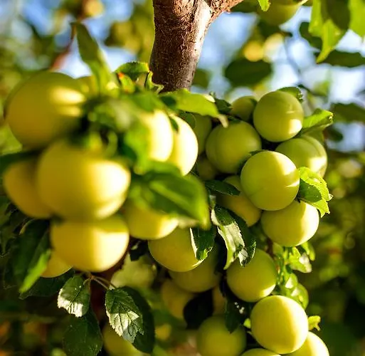 Naxos Дом отдыха *